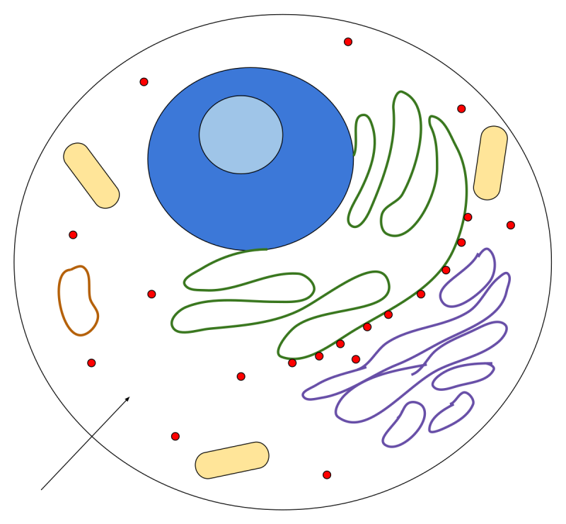 Модель клетки животного из пластилина