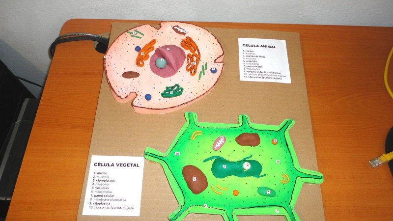 Модель растительной клетки из подручных материалов