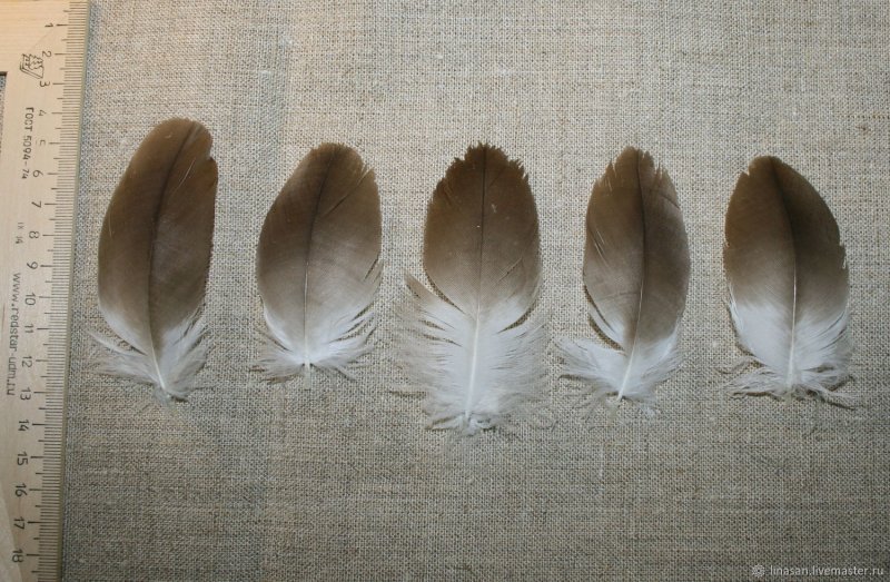 Пуховые перья