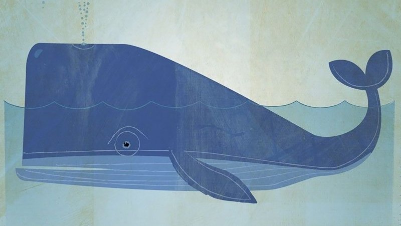 Квадратный кит