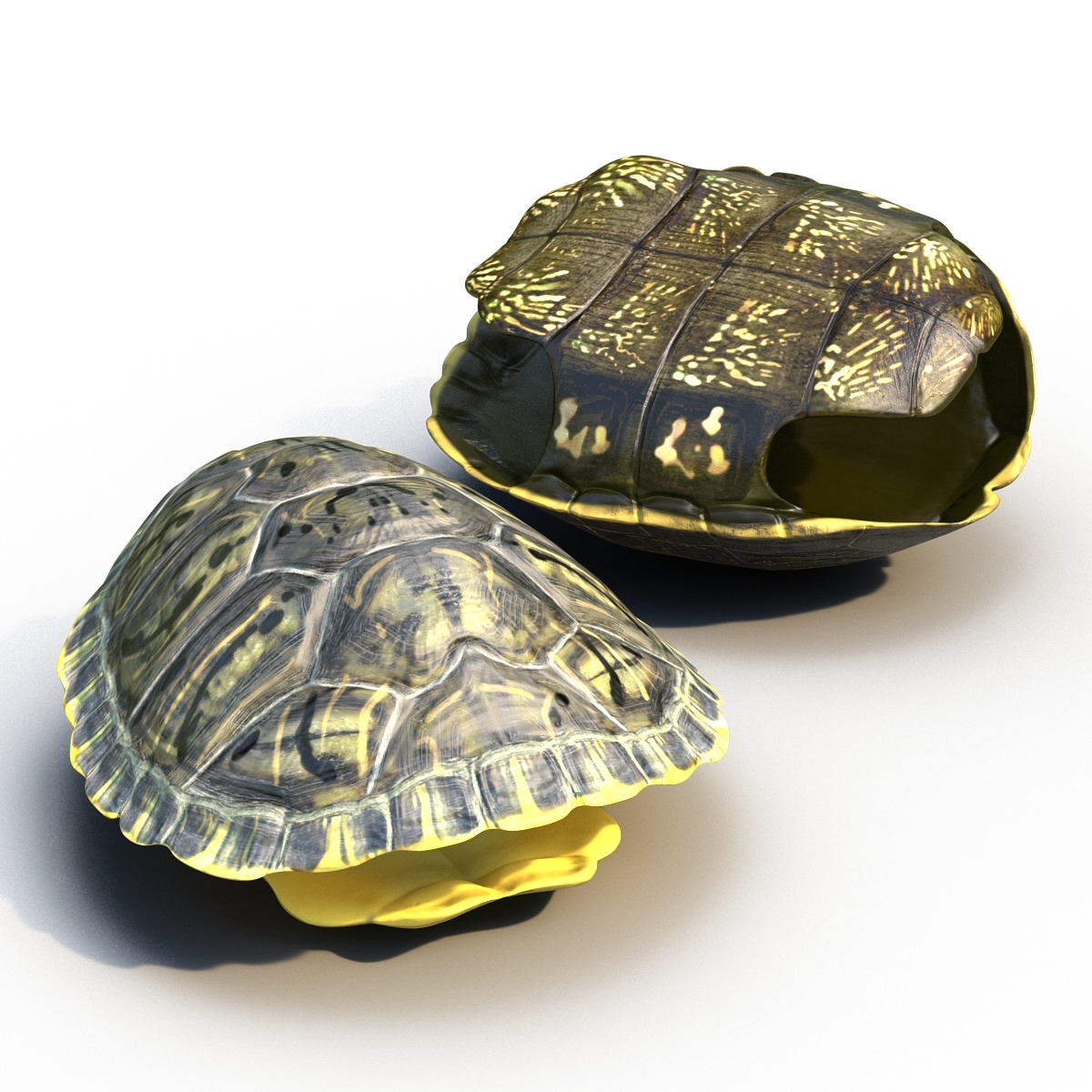 Turtle shell. Робот черепаха панцирь. Панцирь черепахи 3 д модель. Изделия из черепашьего панциря. Изделия из панциря черепахи.