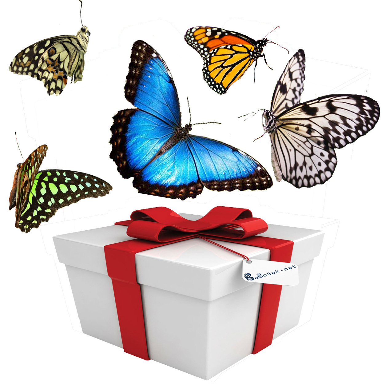 Бабочки купить подарки