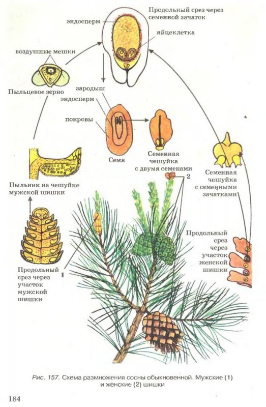 Эндосперм гаметофит. Цикл размножения голосеменных растений. Жизненный цикл голосеменных растений сосна схема. Цикл размножения сосны схема. Схема голосеменных растений сосны.