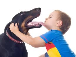 Ребенка укусила собака